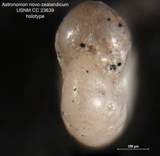 To NMNH Paleobiology Collection (Astrononion novozealandicum CC 23639 holo 2)