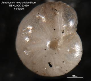 To NMNH Paleobiology Collection (Astrononion novozealandicum CC 23639 holo 1)