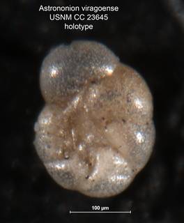 To NMNH Paleobiology Collection (Astrononion viragoense CC 23645 holo 1)