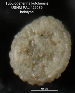 To NMNH Paleobiology Collection (Tubulogenerina kutchensis PAL 429089 holo 2)
