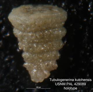 To NMNH Paleobiology Collection (Tubulogenerina kutchensis PAL 429089 holo)