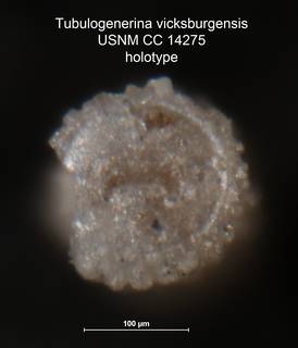 To NMNH Paleobiology Collection (Tubulogenerina vicksburgensis CC 14275 holo 2)