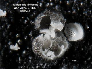 To NMNH Paleobiology Collection (Turborotalia vincentae PAL 211517 holo)