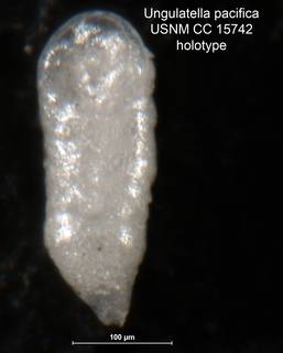 To NMNH Paleobiology Collection (Ungulatella pacifica CC 15742 holo 1)