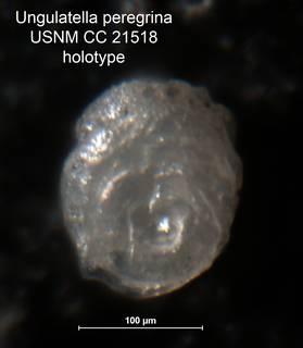 To NMNH Paleobiology Collection (Ungulatella peregrina CC 21518 holo)