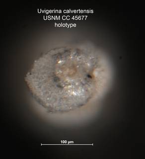 To NMNH Paleobiology Collection (Uvigerina calvertensis CC 45677 holo 2)