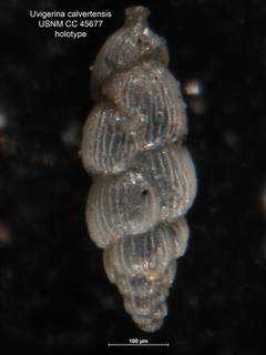 To NMNH Paleobiology Collection (Uvigerina calvertensis CC 45677 holo 1)