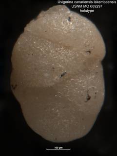 To NMNH Paleobiology Collection (Uvigerina canariensis lakembaensis MO 689297 holo)