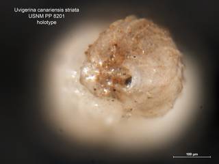 To NMNH Paleobiology Collection (Uvigerina canariensis striata PP 8201 holo 2)