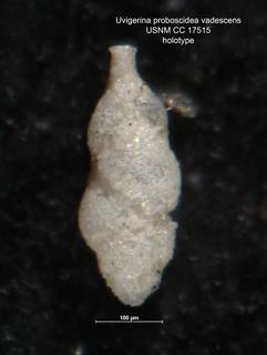 To NMNH Paleobiology Collection (Uvigerina proboscidea vadescens CC 17515)