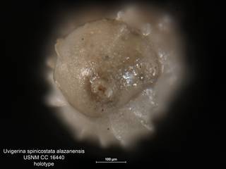 To NMNH Paleobiology Collection (Uvigerina spinicostata alazanensis CC 16440 holo 2)