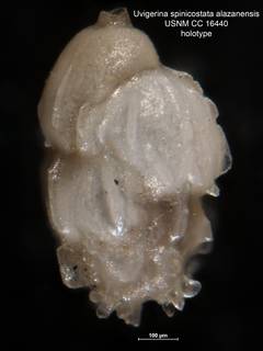 To NMNH Paleobiology Collection (Uvigerina spinicostata alazanensis CC 16440 holo 1)