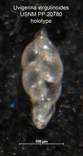 To NMNH Paleobiology Collection (Uvigerina virgulinoides PP 20780 holo)