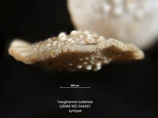 To NMNH Paleobiology Collection (Vaughanina cubensis MO 544401 bottom2)