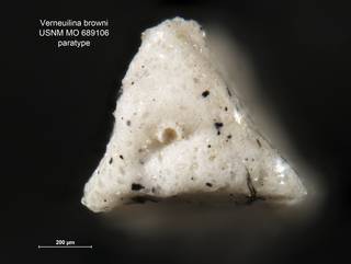 To NMNH Paleobiology Collection (Verneuilina browni 689106 paratype rt ap)