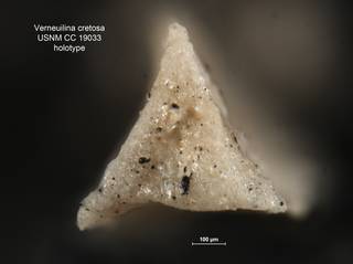 To NMNH Paleobiology Collection (Verneuilina cretosa CC 19033 holo ap)
