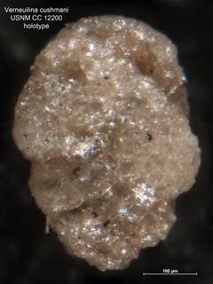 To NMNH Paleobiology Collection (Verneuilina cushmani CC 12200 holo)