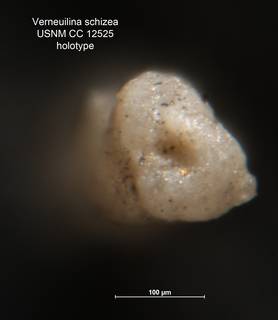 To NMNH Paleobiology Collection (Verneuilina schizea CC 12525 holo ap)