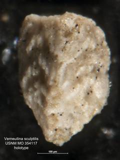 To NMNH Paleobiology Collection (Verneuilina sculptilis MO 354117 holo)