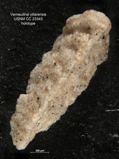To NMNH Paleobiology Collection (Verneuilina villarensis CC 23343 holo)