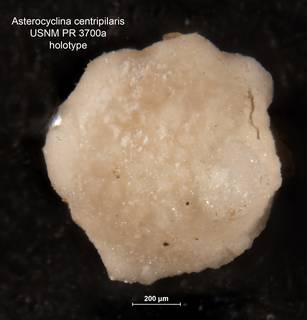 To NMNH Paleobiology Collection (Asterocyclina centripilaris PR3700 holo)