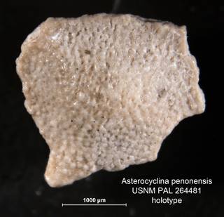 To NMNH Paleobiology Collection (Asterocyclina penonensis PAL264481 holo 1)