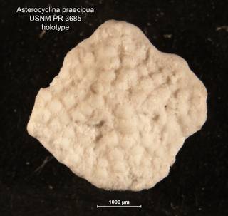 To NMNH Paleobiology Collection (Asterocyclina praecipua PR3685 holo)