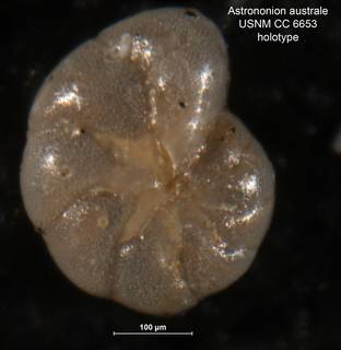 To NMNH Paleobiology Collection (Astrononion australe CC6653 holo 1)
