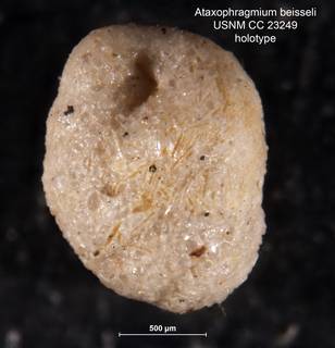 To NMNH Paleobiology Collection (Ataxophragmium beisseli CC23249 holo)