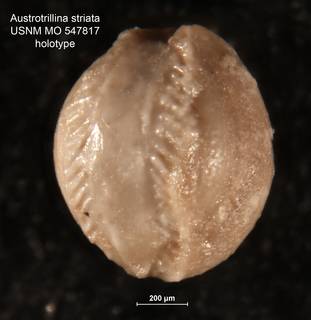 To NMNH Paleobiology Collection (Austrotrillina striata MO547817 holo)