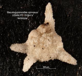 To NMNH Paleobiology Collection (Baculogypsinoides spinosus PP15364B lecto)