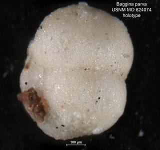 To NMNH Paleobiology Collection (Baggina marielina CC23437 holo 2)