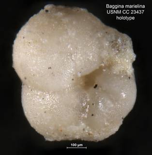 To NMNH Paleobiology Collection (Baggina marielina CC23437 holo 1)
