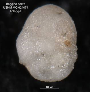 To NMNH Paleobiology Collection (Baggina parva MO624074 holo 2)