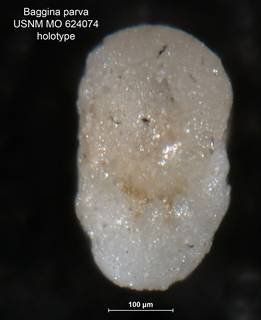 To NMNH Paleobiology Collection (Baggina parva MO624074 holo 1)