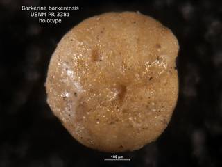 To NMNH Paleobiology Collection (Barkerina barkerensis PR3381 holo 1)