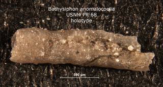 To NMNH Paleobiology Collection (Bathysiphon anomalocoelia PR 68 holo)