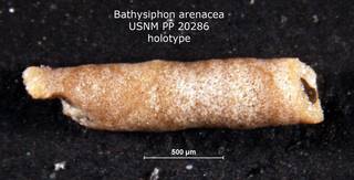 To NMNH Paleobiology Collection (Bathysiphon arenacea PP20286 holo)