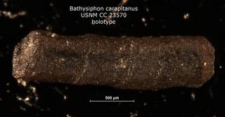 To NMNH Paleobiology Collection (Bathysiphon carapitanus CC23570 holo)