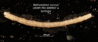 To NMNH Paleobiology Collection (Bathysiphon curvus MO689907A syn)