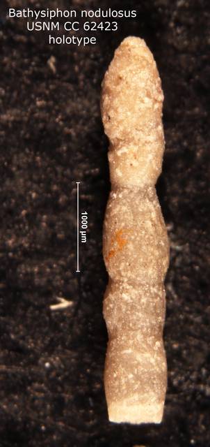 To NMNH Paleobiology Collection (Bathysiphon nodulosus CC62423 holo)
