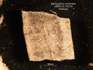 To NMNH Paleobiology Collection (Bathysiphon perampla CC42219 holo)