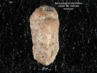 To NMNH Paleobiology Collection (Bermudezina bramlettei MO560544 holo 1)