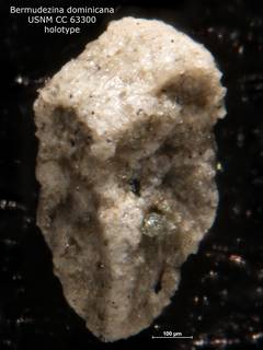 To NMNH Paleobiology Collection (Bermudezina dominicana CC63300 holo)