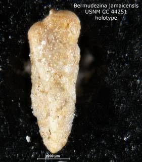 To NMNH Paleobiology Collection (Bermudezina jamaicensis CC44251 holo)