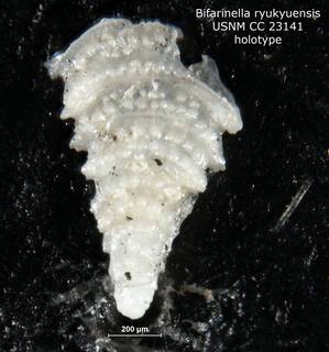 To NMNH Paleobiology Collection (Bifarinella ryukyuensis CC23141 holo)