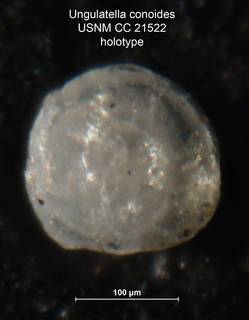 To NMNH Paleobiology Collection (Ungulatella conoides CC21522 holo 1)