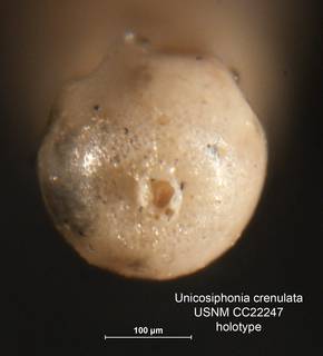 To NMNH Paleobiology Collection (Unicosiphonia crenulata CC22247 holo 2)