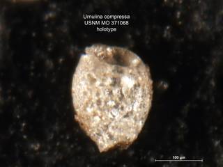 To NMNH Paleobiology Collection (Urnulina compressa MO371068 holo 1)