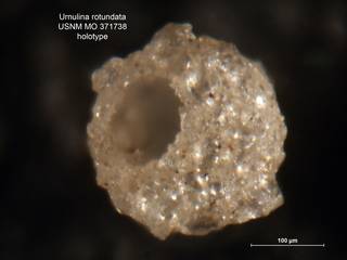 To NMNH Paleobiology Collection (Urnulina rotundata MO371738 holo 1)
